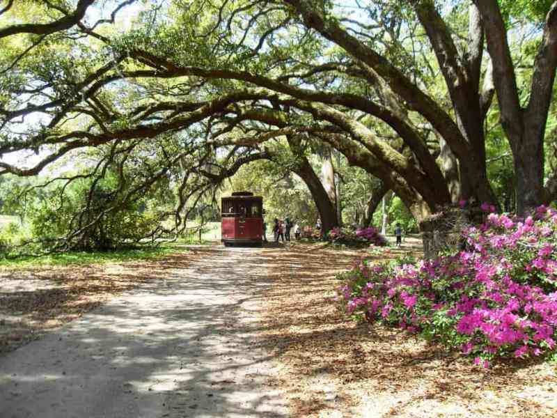 charleston tea garden discount tickets